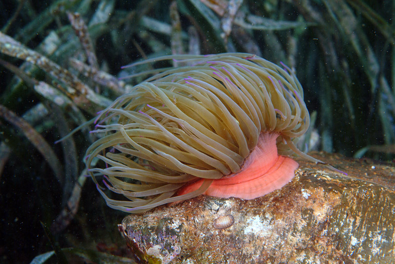 Anemonia viridis